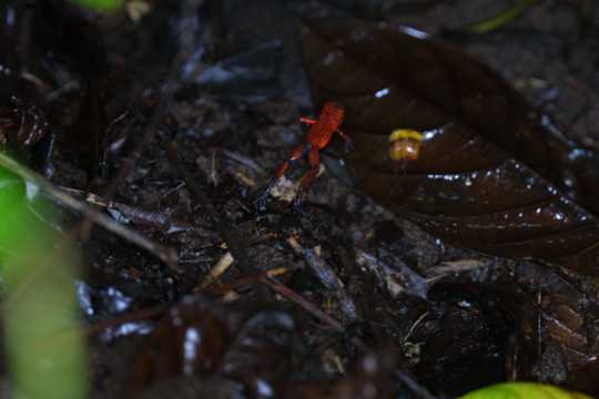 IMG_3633 Strawberry tree frog