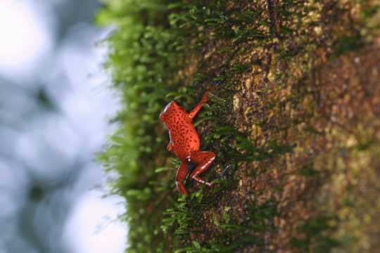 IMG_3664 Strawberry tree frog
