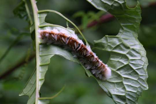 IMG_4016 Caterpillar