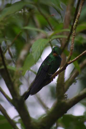 IMG_4043 Coppery-headed hummingbird