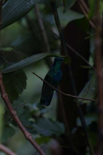 IMG_4063 Green hermit hummingbird