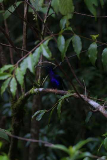 IMG_4076 Violet Sabrewing hummingbird