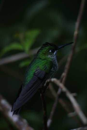IMG_4093 Magnificent hummingbird