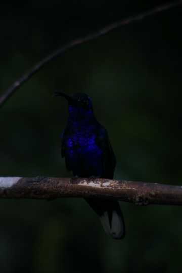IMG_4098 Violet Sabrewing hummingbird