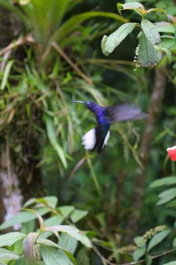 IMG_4131 Violet Sabrewing hummingbird