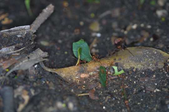 IMG_4220 Leaf-cutter ants