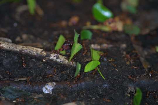 IMG_4231 Leaf-cutter ants