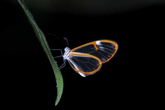 IMG_4232 Glass Wing Butterfly