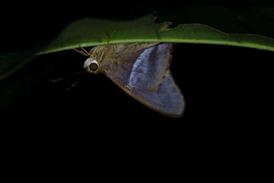 IMG_4248 Hawk Butterfly