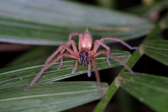 IMG_4259 Big, Hairy Spider
