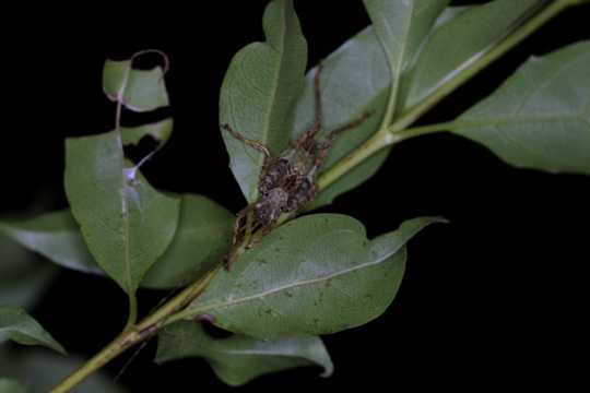 IMG_4276 Leaf-mimic Grasshopper