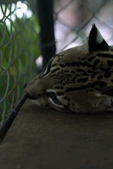 IMG_4530 Ocelot, in a cage