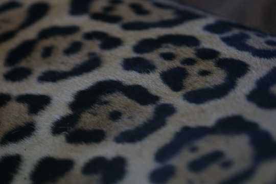 IMG_4546 Jaguar Fur
