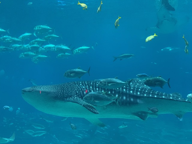 Whale Shark and friends