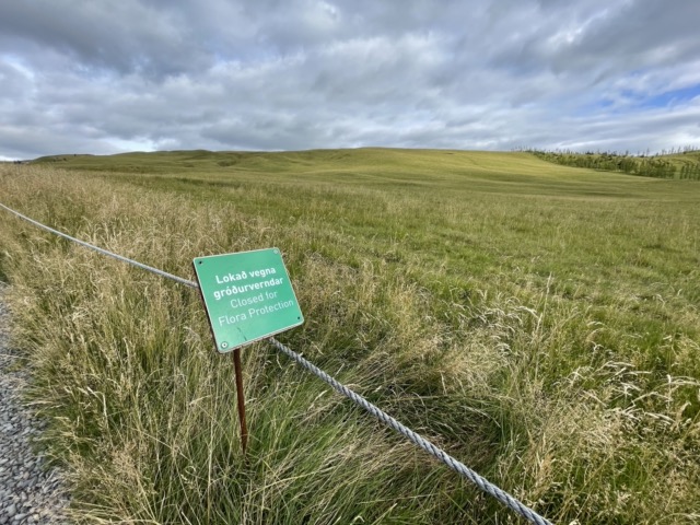 Field next to Fjaðrárgljúfur Canyon, closed for flora protection