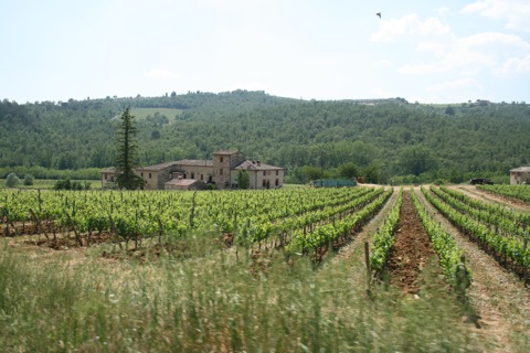 Vineyards along the road