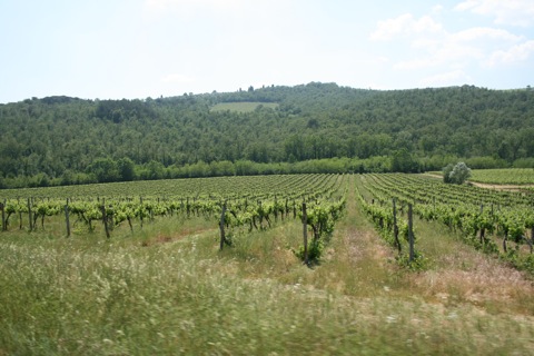 Vineyards along the road