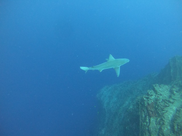 Side of the shark